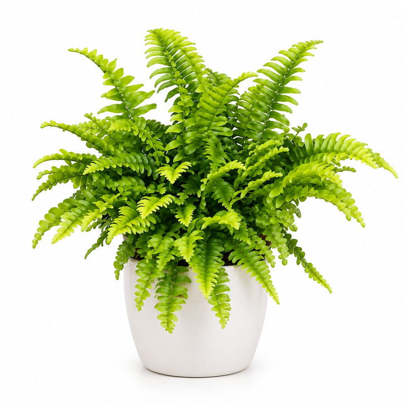 Boston Fern