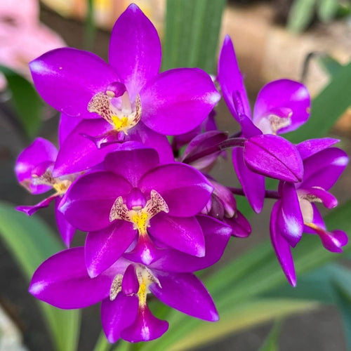 Ground Orchid