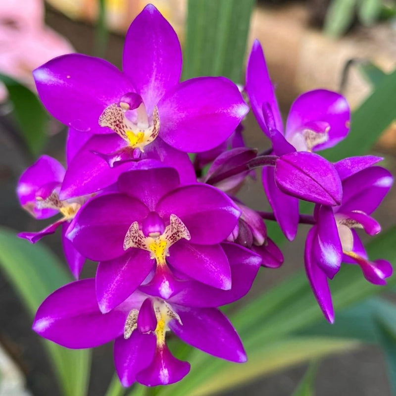 Ground Orchid