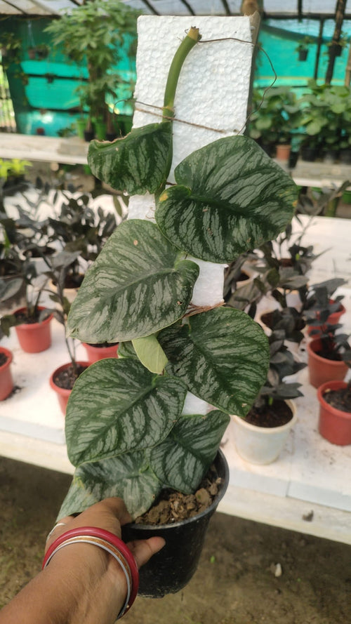Monstera Dubia