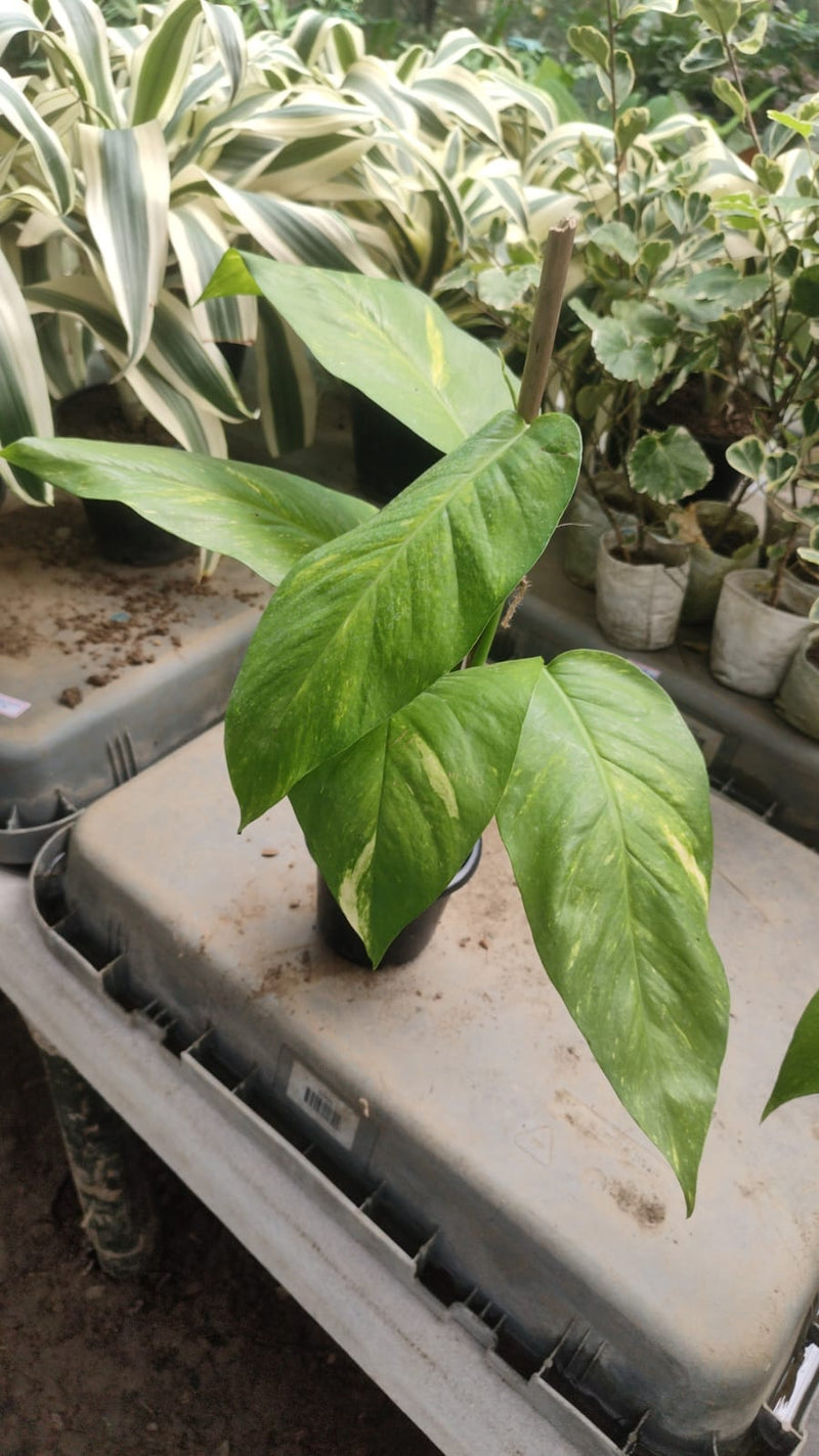 Monstera EP Flame