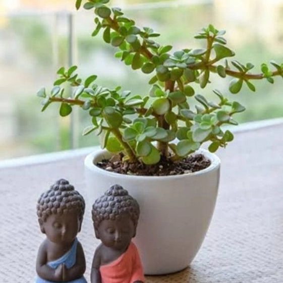 Jade Plant(Crasula Green)