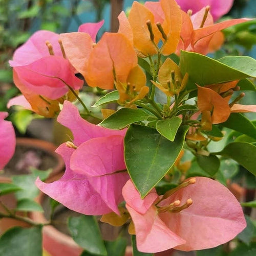 Jaya (Rooted)