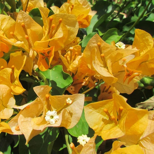 July Gold (Rooted)