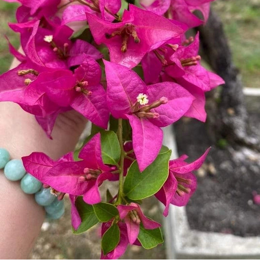 Kayata Magenta (Grafted)