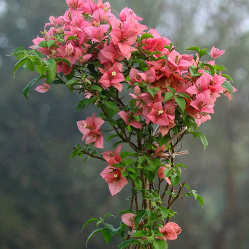 Kerala Peach ( Grafted)