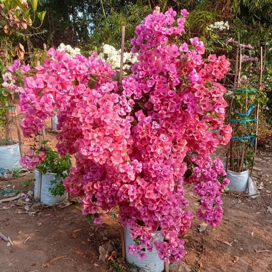 Kimpui
