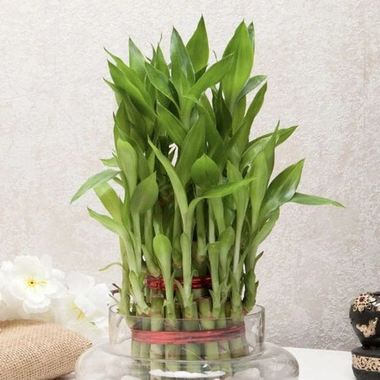 Lucky Bamboo (3 Layer)