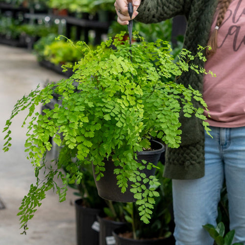 Maiden Hair Fern Small Leaf
