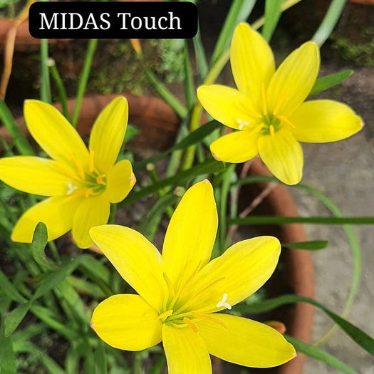 Midas Touch