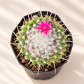 Silken Pincushion Cactus