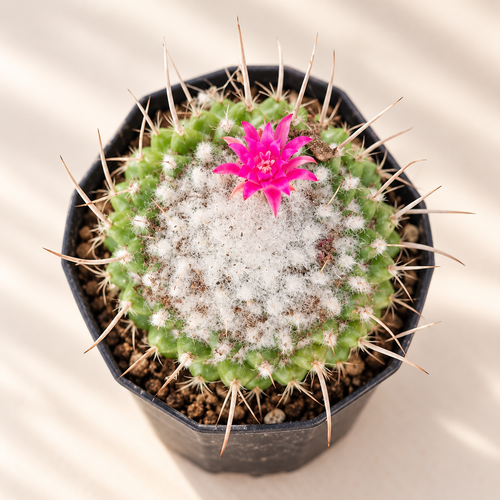 Silken Pincushion Cactus