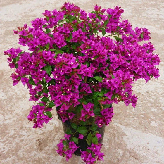 Purple Star Blue (Rooted)