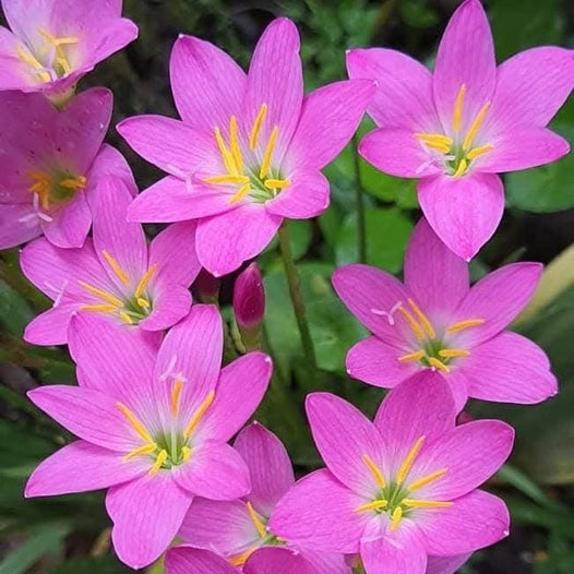 Rosea