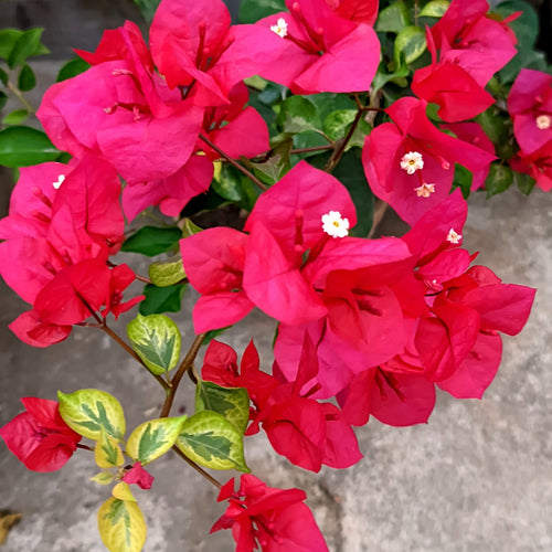 Royal Dauphine / Beautiful Red