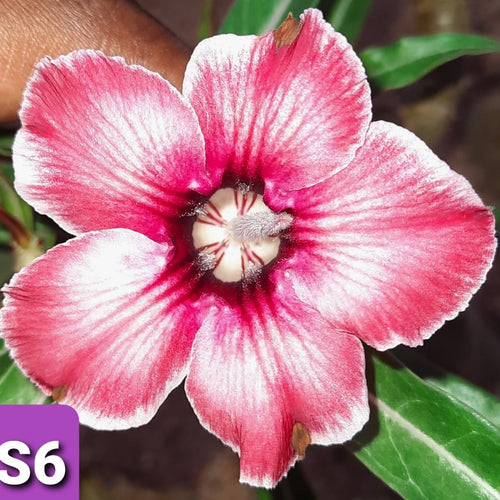 Rosy Charm