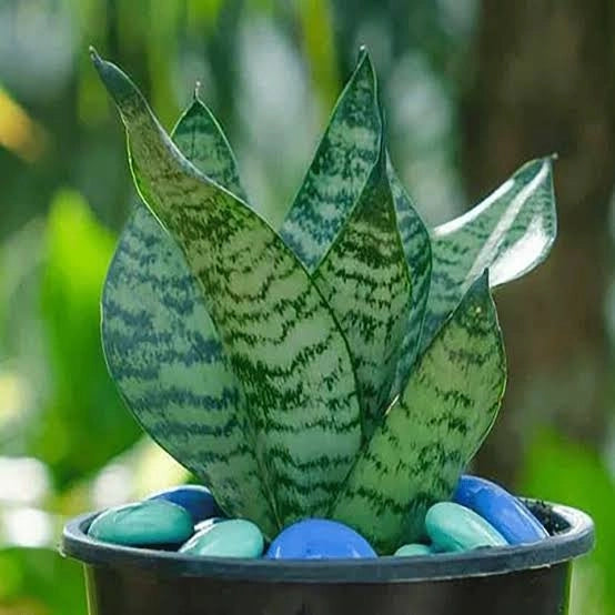 dawf snake plant Snake Plant Dwarf – GO GREEN