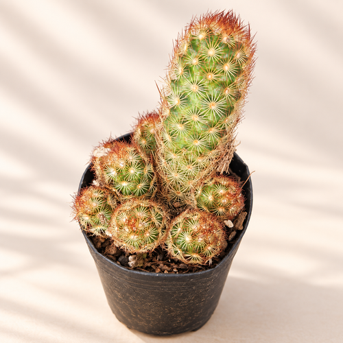 Spiny Pincushion Cactus
