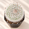 Twin-Spined Cactus
