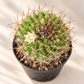 Phitauiana Pincushion Cactus