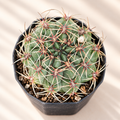 Long-Tubercled Mammillaria