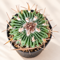 Long-Tubercled Mammillaria