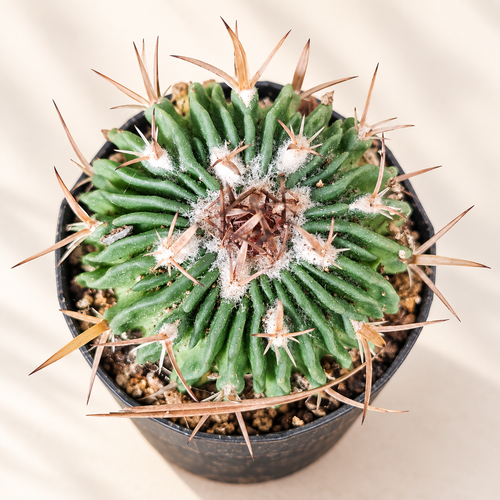 Long-Tubercled Mammillaria