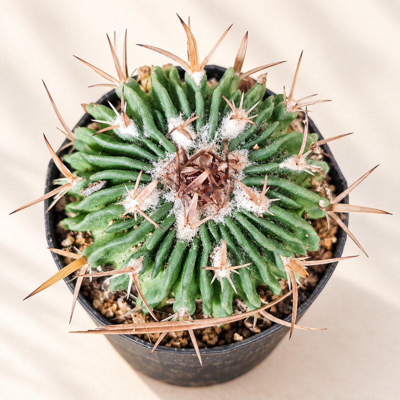 Long-Tubercled Mammillaria