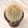 Mammillaria Spinosissima