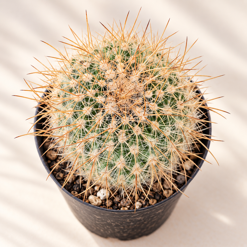 Mammillaria Spinosissima