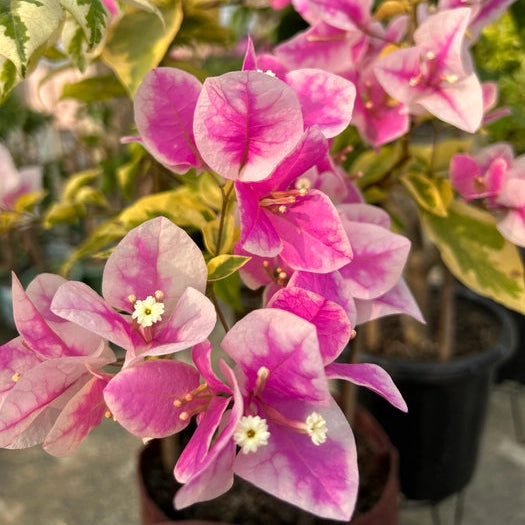 Splash Variegated (Grafted)