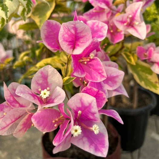 Splash Variegated (Grafted)