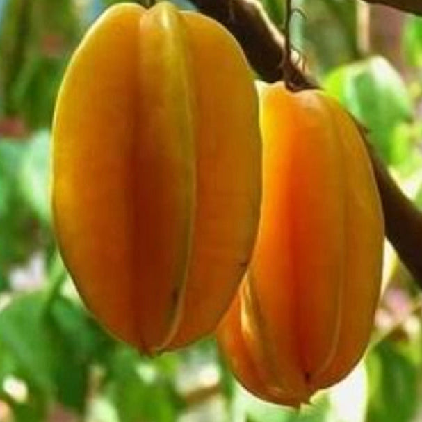 Star Fruit Carambola (Misti Kamranga) Plant