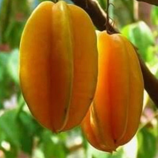 Star Fruit Carambola (Misti Kamranga) Plant