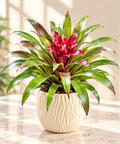 Pink Scarlett Star Bromeliad