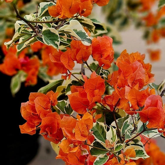 Sunset Orange (Rooted)