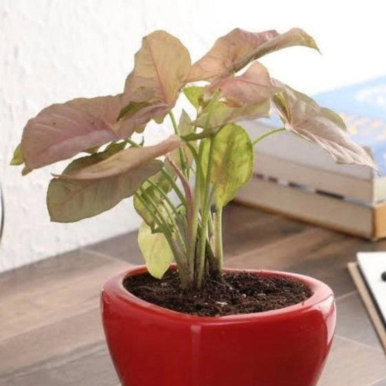 Syngonium Pink (Neon Robusta)