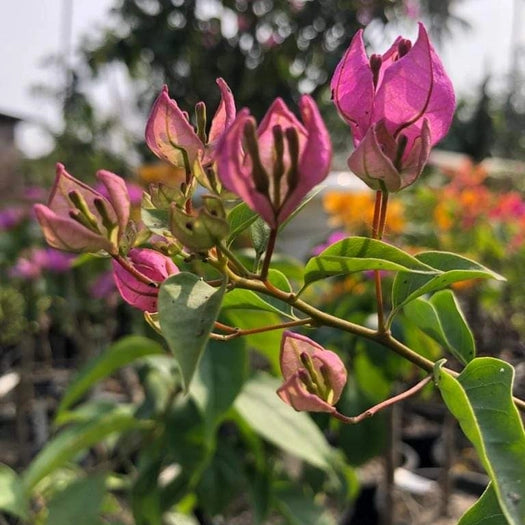 Tanglong Pink (Rooted)