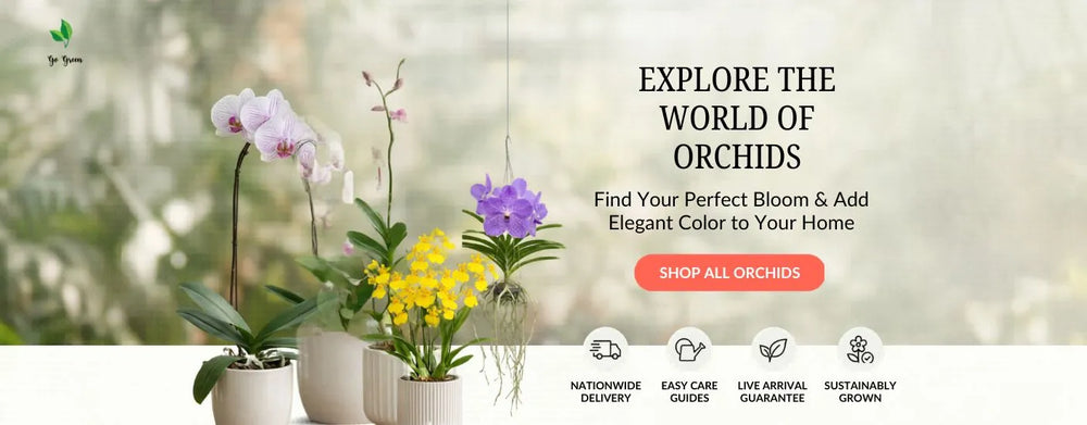 Bring Life to Your Home
