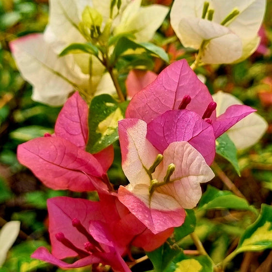 Thimma Peach (Grafted)