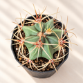 Finger Cactus