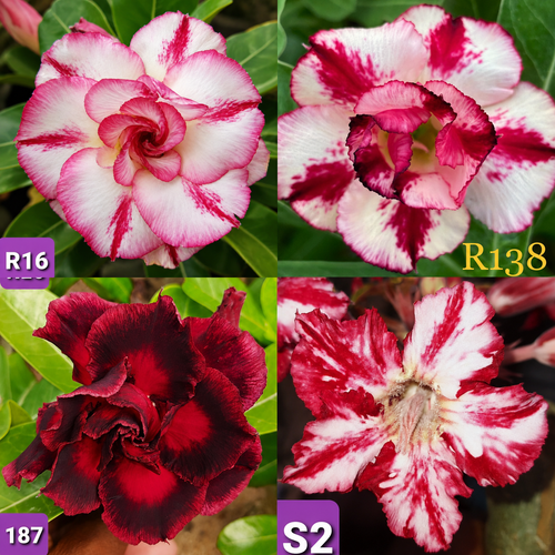 Adenium Combo