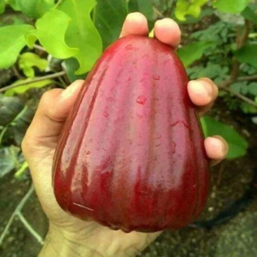 Dalhari Plant