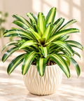 Neoregelia Carolinae Bromeliad