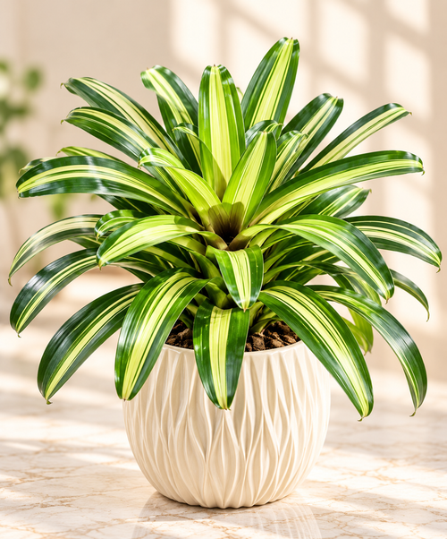Neoregelia Carolinae Bromeliad
