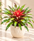 Scarlett Star Bromeliad