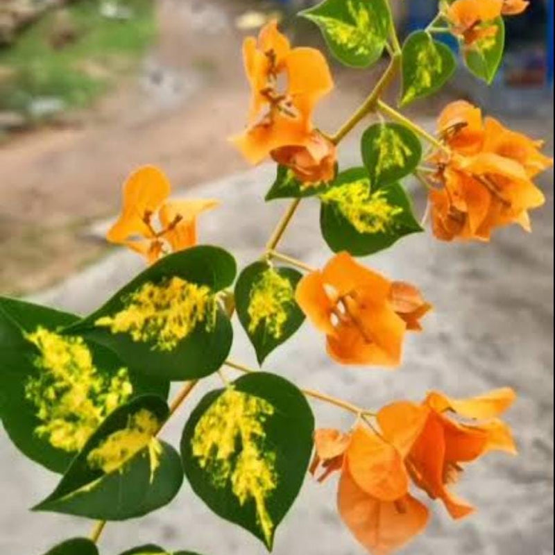 Thimma Orange