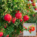 Australian Anar Plant