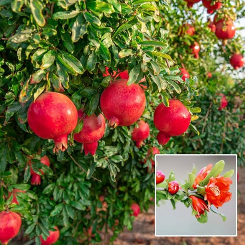 Australian Anar Plant alternate view