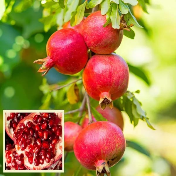 Australian Anar Plant